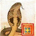 Kalsarp